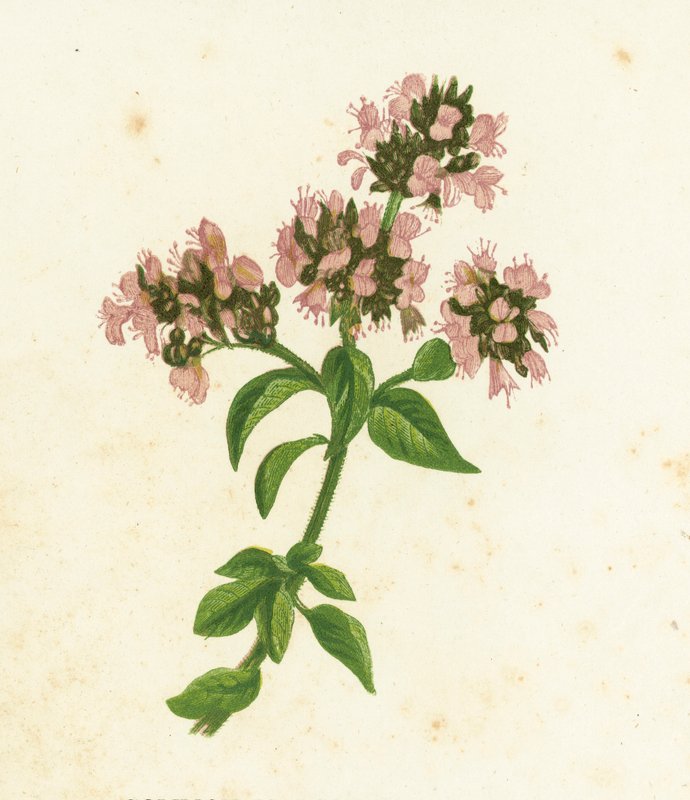 Almindelig merian, Origanum Vulgare af English School