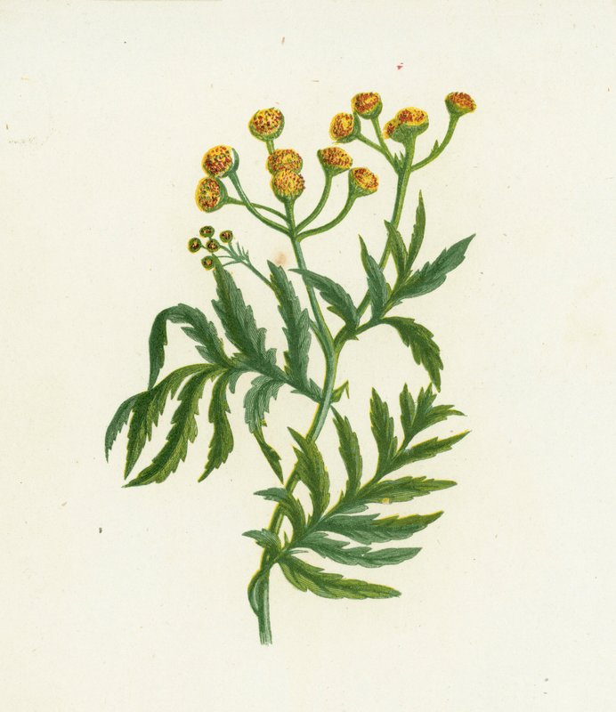Almindelig Tansy, Tanacetum Vulgare af English School