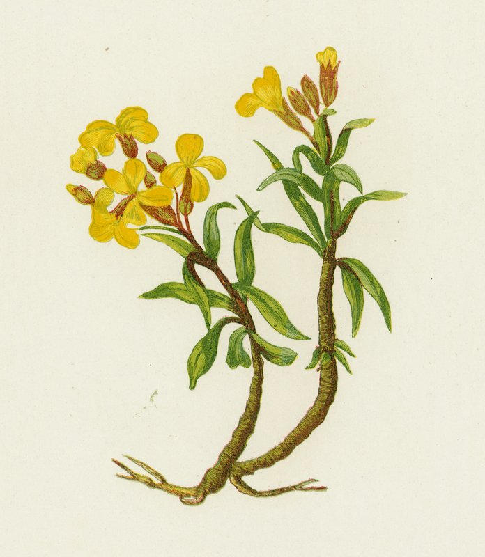 Almindelig Vægblomst, Cheiranthus Cheiri af English School