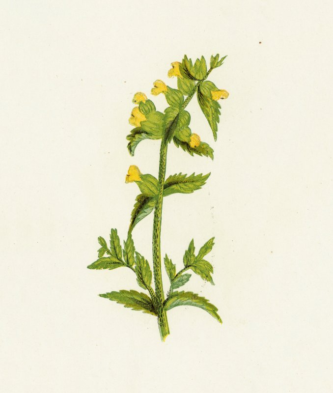 Almindelig gul rangle, Rhinanthus Crista-Galli af English School