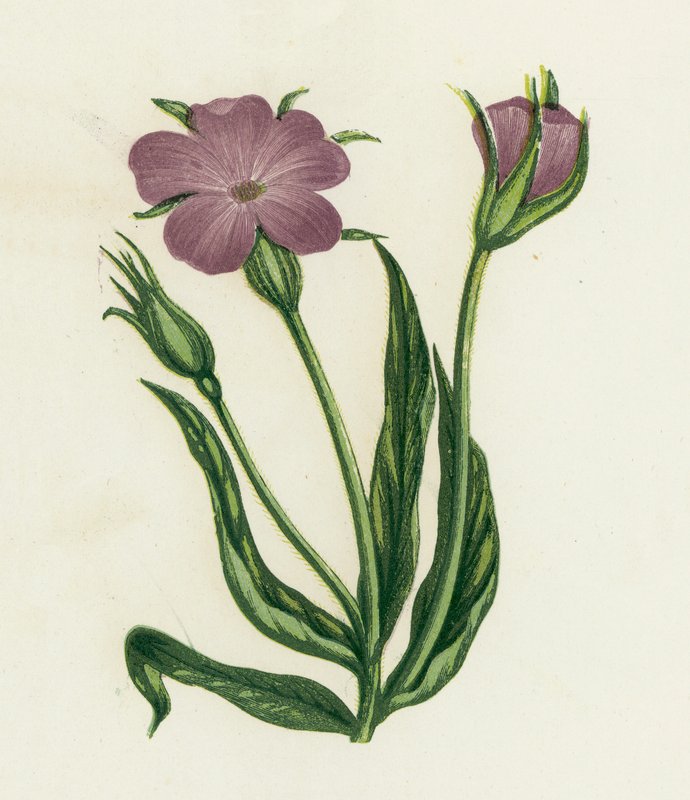 Corn-Cockle, Agrostemma Githago af English School