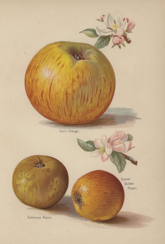 Coxs Orange, Sykehouse Russet, Scarlet Golden Pippin af English School