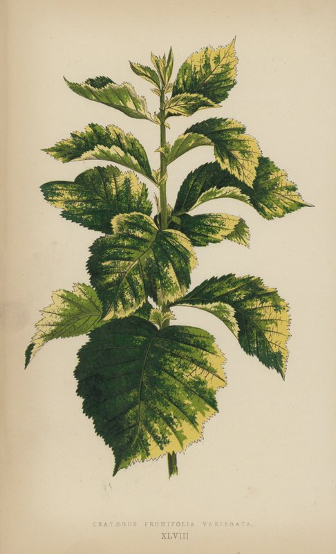 Crataegus Prunifolia Variegata af English School