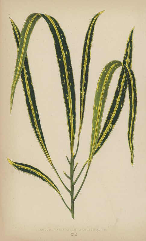 Croton Variegatum Angustifolium af English School