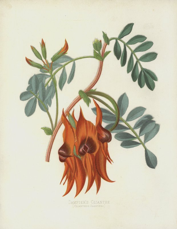 Dampiers Clianth, Clianthus Dampieri af English School