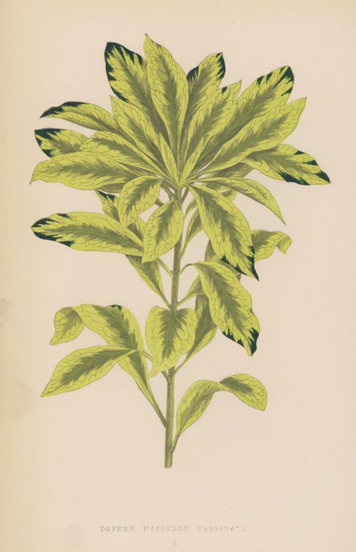 Daphne Mazereon Variegata af English School