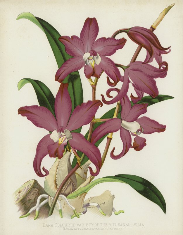 Mørkfarvet variant af efterårslelia, Laelia Autumnalis, var Atro-Rubens af English School