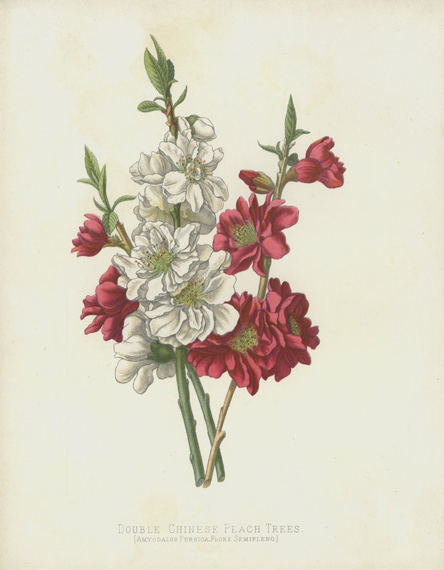 Dobbelte kinesiske ferskentræer, Amygdalus Persica; Flore Semipleno af English School