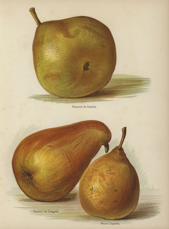 Doyenne du Comice, Souvenir du Congres, Superfine Butter af English School