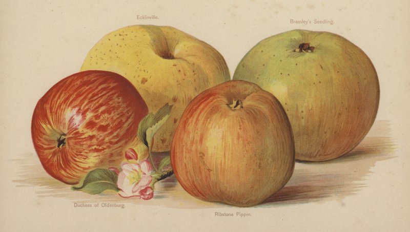 Ecklinville, Bramleys frøplante, hertuginde af Oldenburg, Ribstone Pippin af English School