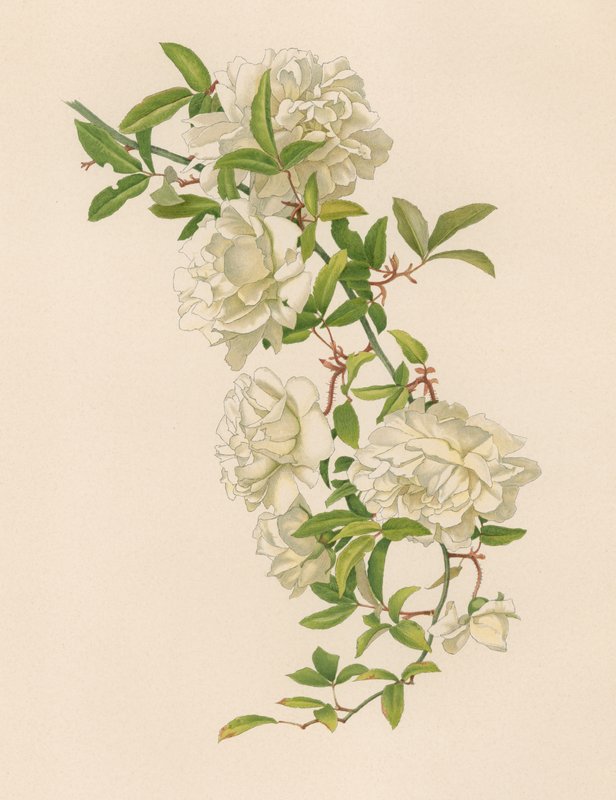 Engelsk Rose af English School
