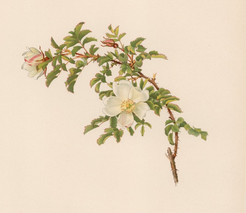 Engelsk Rose af English School