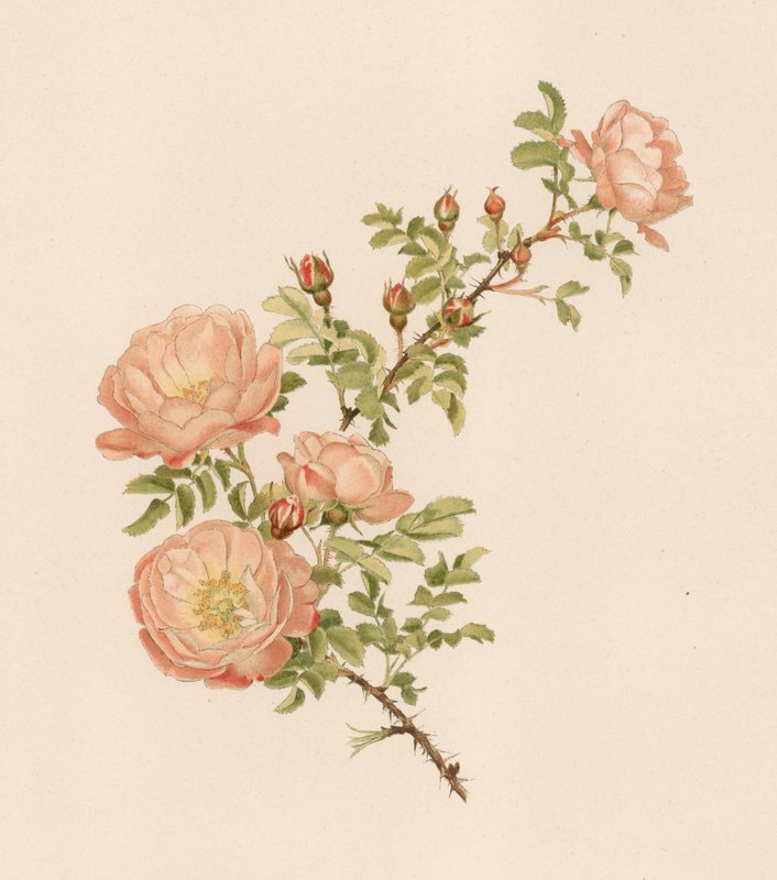 Engelsk Rose af English School