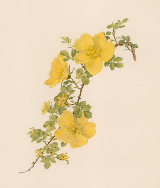 Engelsk Rose af English School