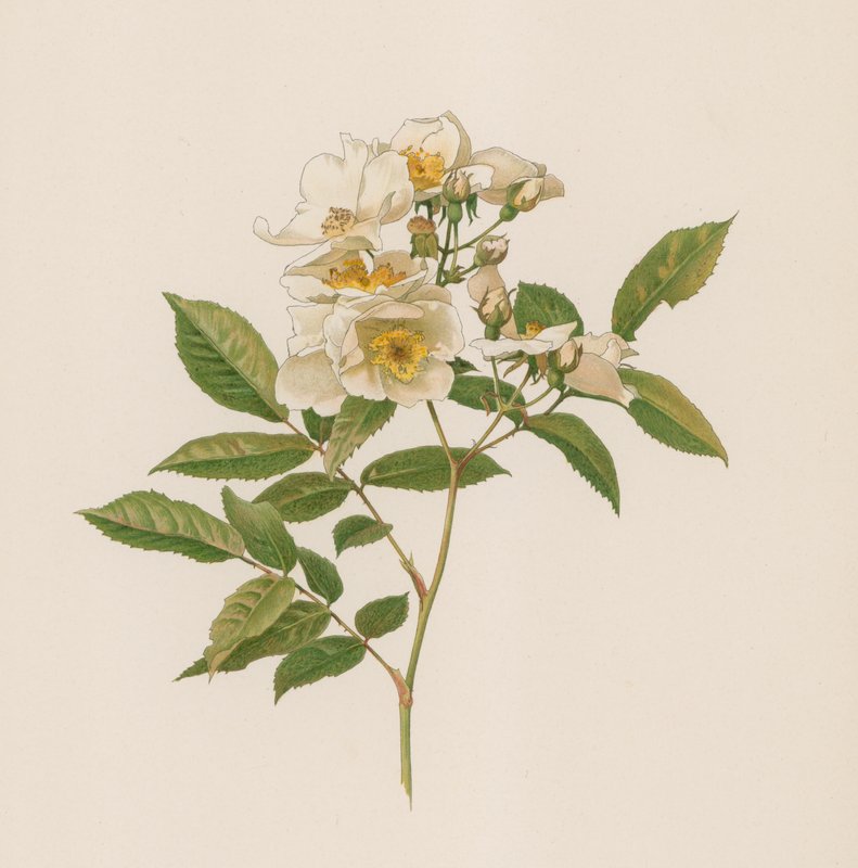 Engelsk Rose af English School