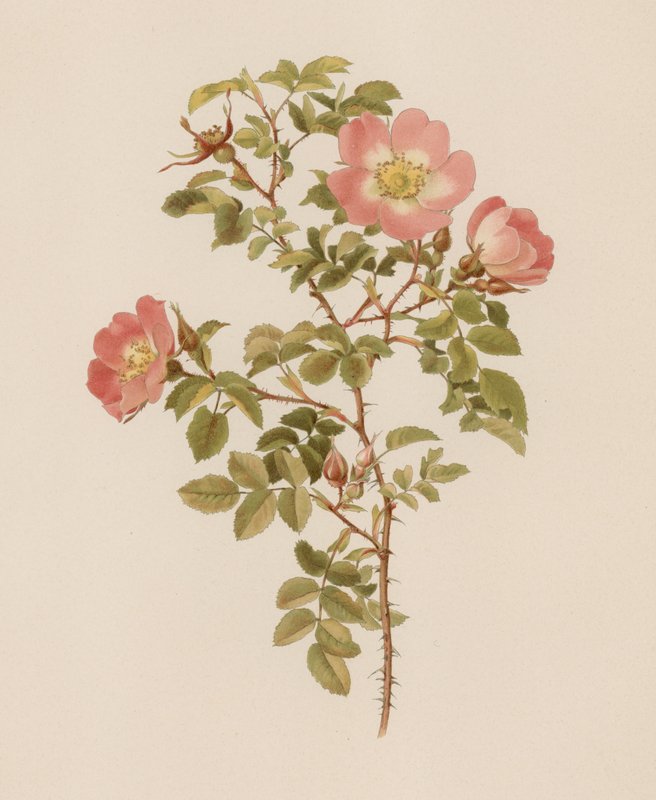 Engelsk Rose af English School