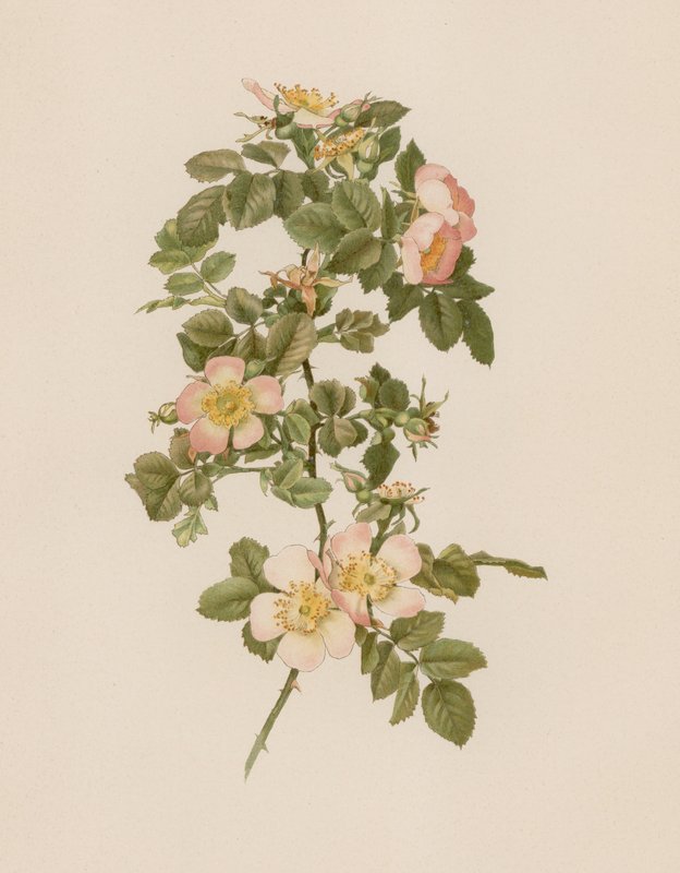 Engelsk rose af English School