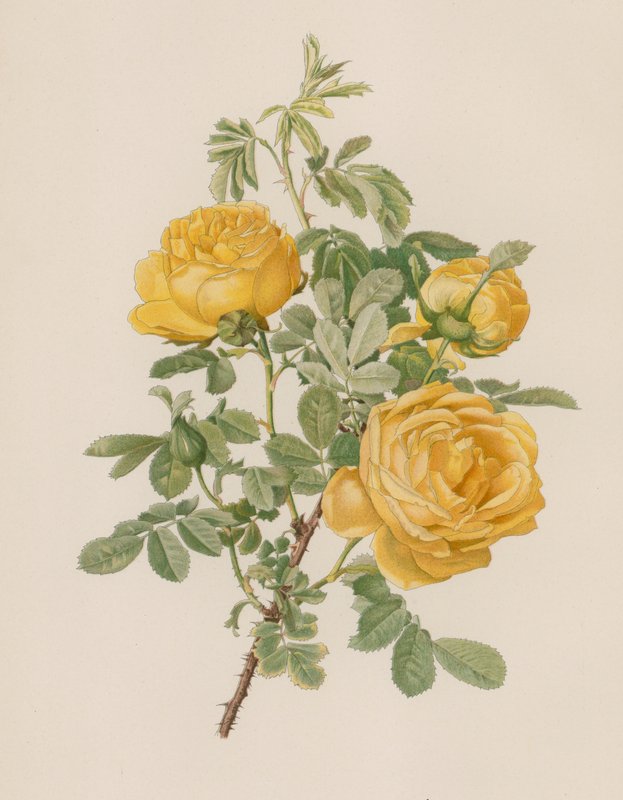 Engelsk rose af English School