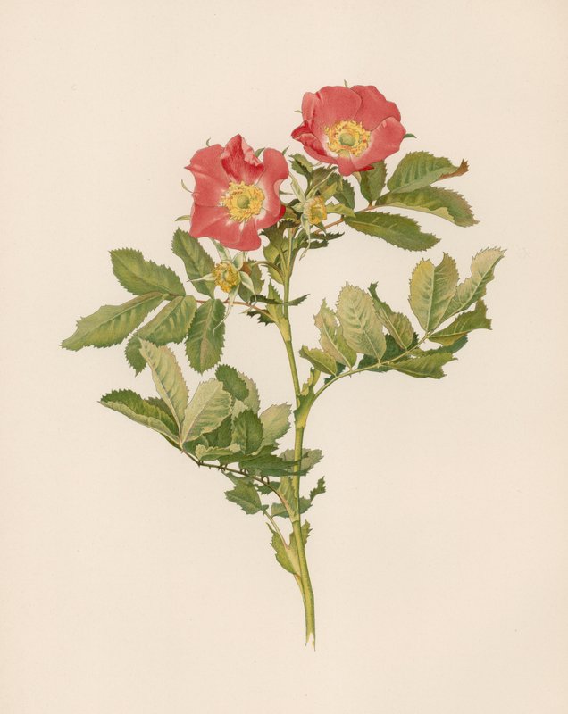 Engelsk rose af English School