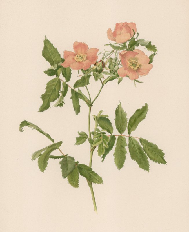 Engelsk rose af English School