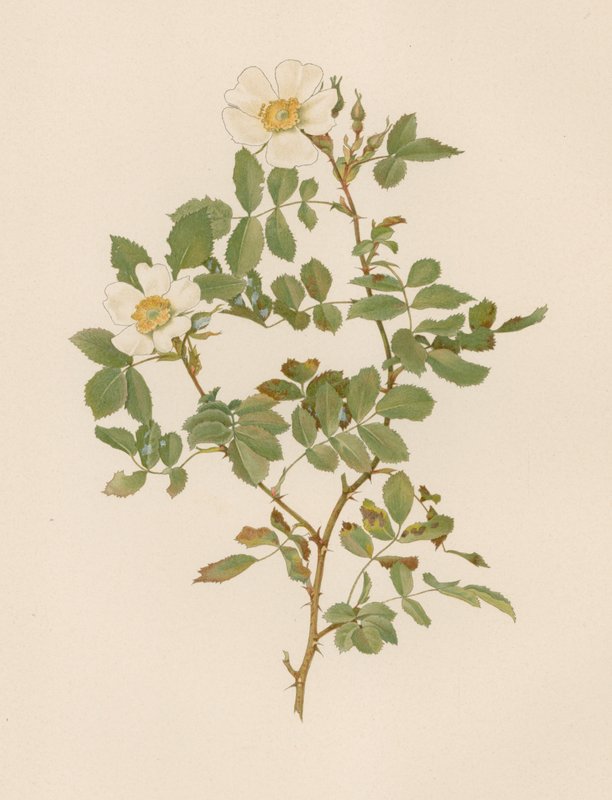 Engelsk Rose af English School
