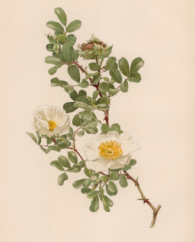 Engelsk Rose af English School