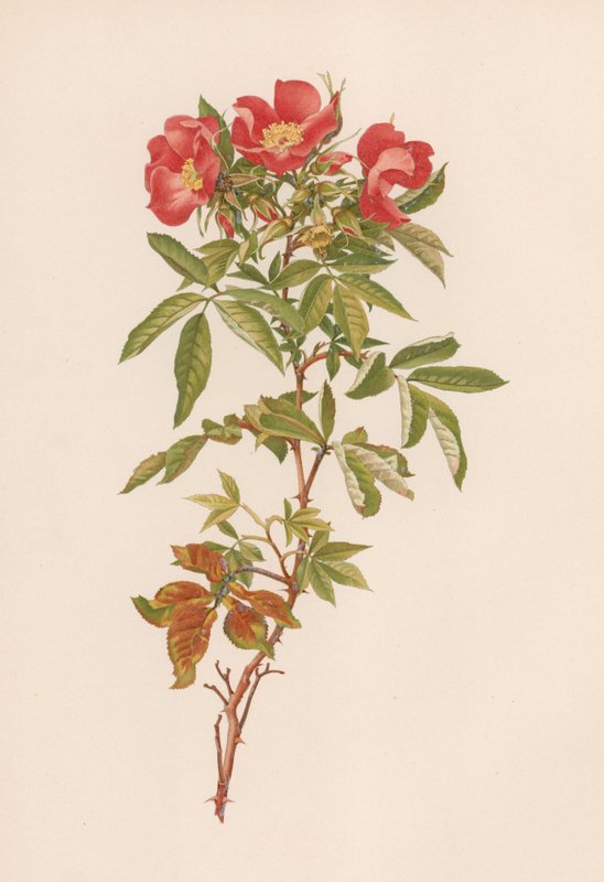 Engelsk Rose af English School