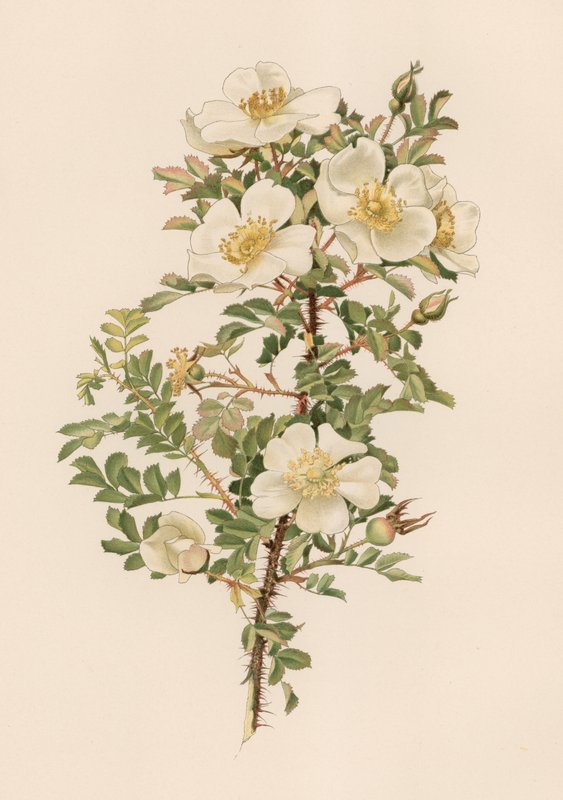 Engelsk Rose af English School