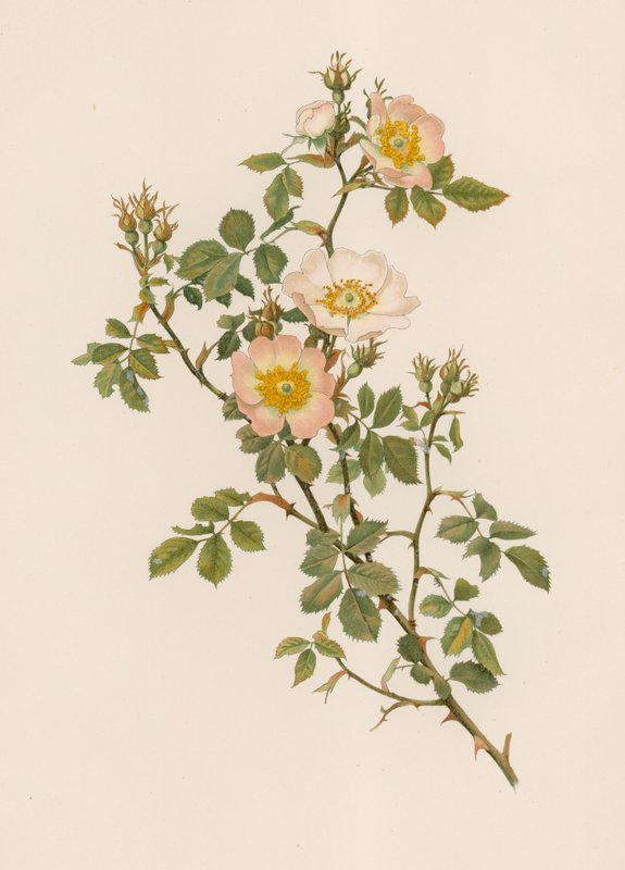 Engelsk Rose af English School