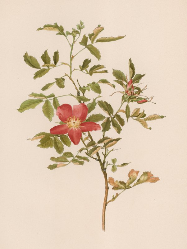 Engelsk Rose af English School