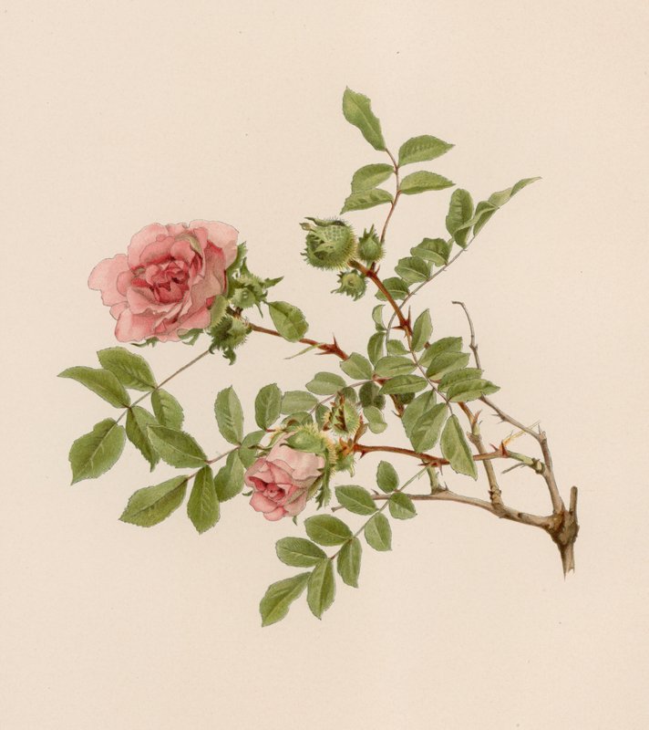 Engelsk Rose af English School