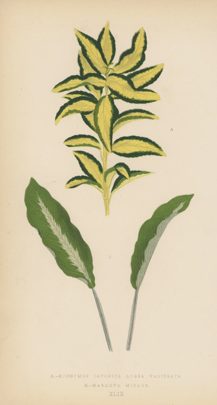 Euonymus Japonica Aurea Variegata Maranta Micans af English School