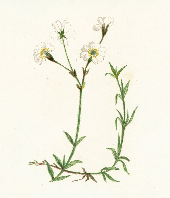 Agerkæruld, Cerastium Arvense af English School