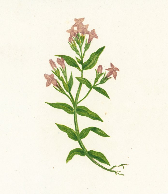 Mark-ensian, Gentiana Campestris af English School