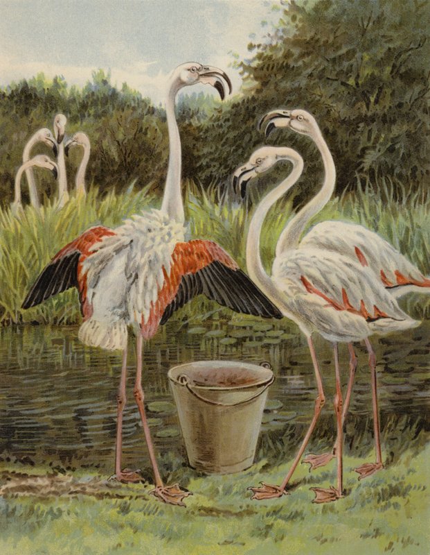 Flamingoer fodring af English School