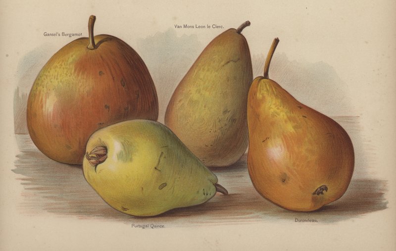 Gansels Bergamot, Van Mons Leon le Clerc, Portugal Quince, Durondeau af English School