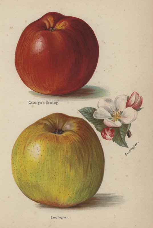 Gascoignes frøplante, Sandringham af English School