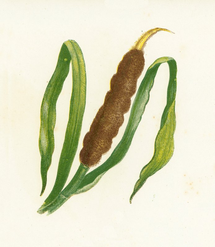 Stor rørhatte eller kattehale, Typha Latifolia af English School