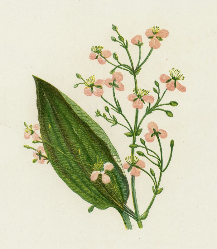 Stor vandplantain, Alisma Plantago af English School