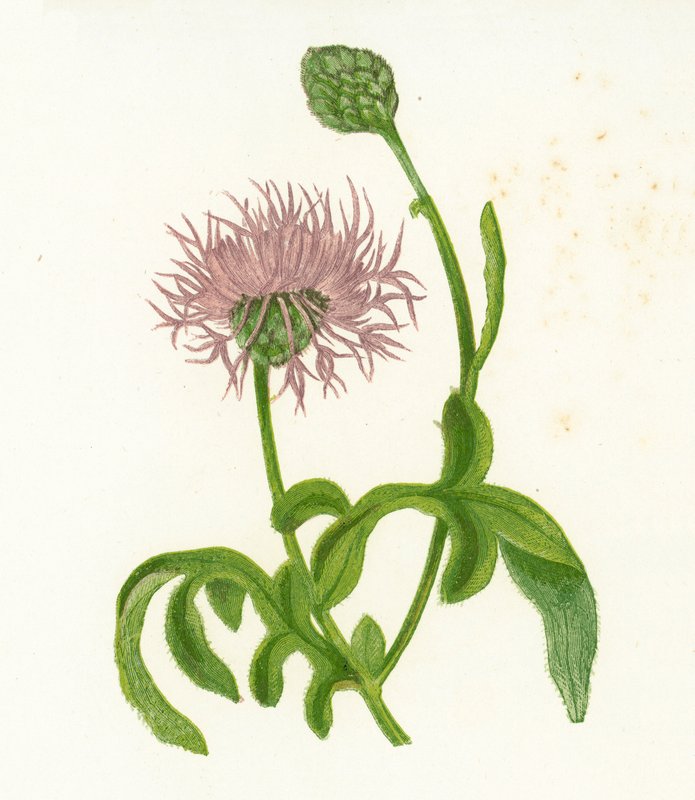 Stor knopurt, Centaurea Scabiosa af English School