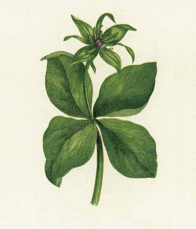 Urt Paris, Paris Quadrifolia af English School