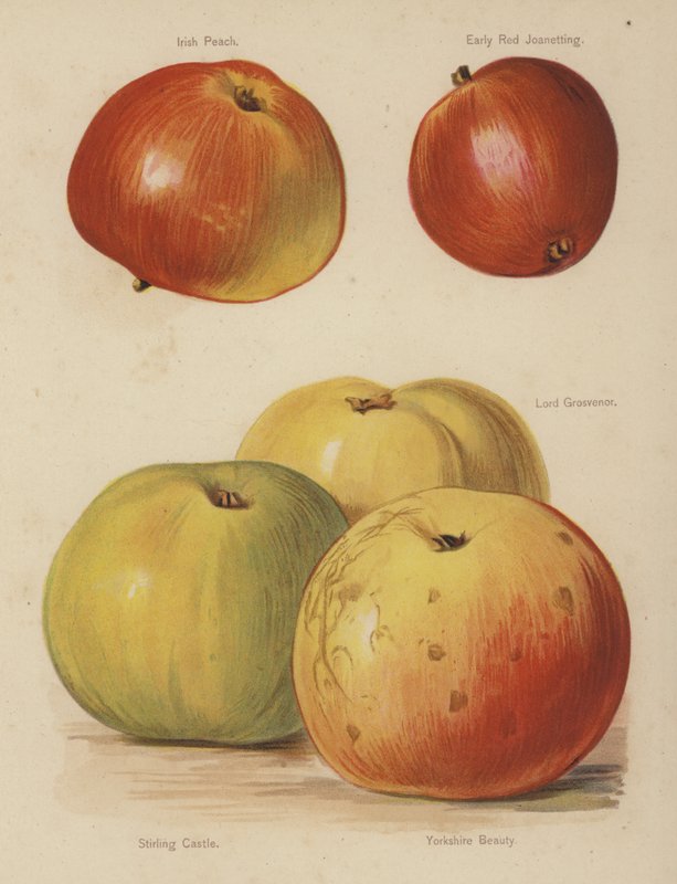 Irish Peach, Early Red Joanetting, Lord Grosvenor, Stirling Castle, Yorkshire Beauty af English School