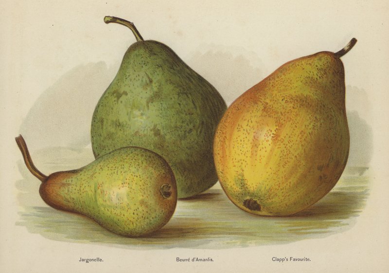 Jargonelle, Amanlis Butter, Favorit Clapps af English School