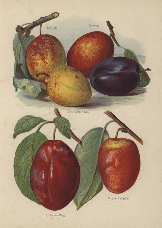 Jefferson, Victoria, Coes Golden Drop, Diamond, Ponds Seedling, Autumn Compote af English School