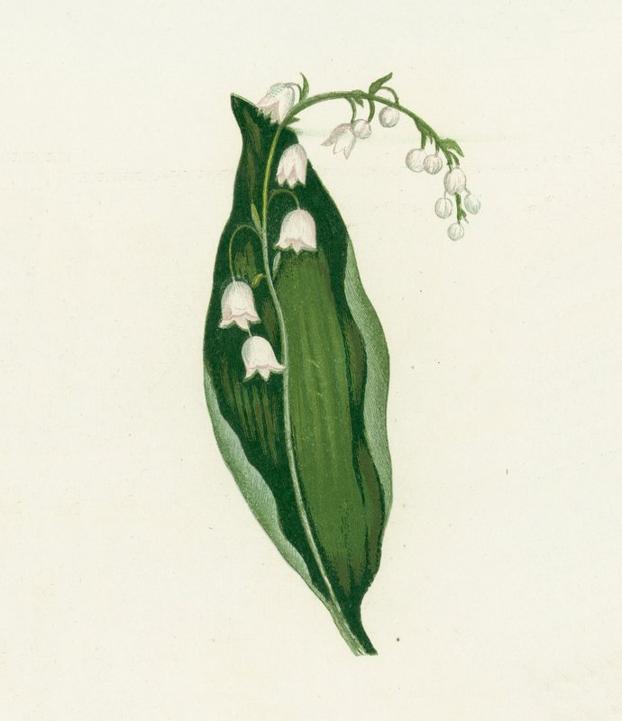 Liljekonval, Convallaria Majalis af English School