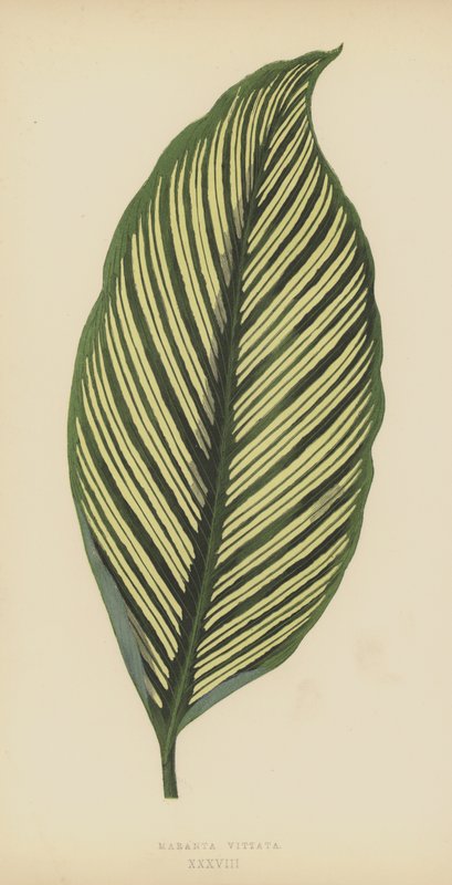 Maranta Vittata af English School