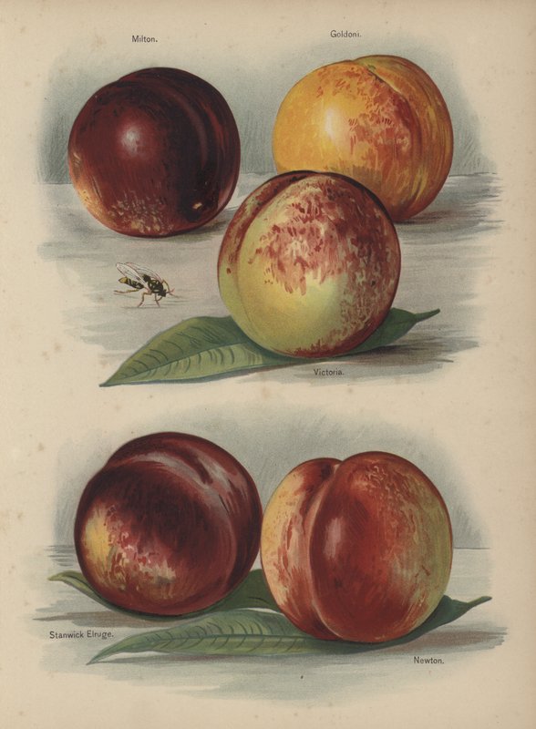 Milton, Goldoni, Victoria, Stanwick Elruge, Newton af English School