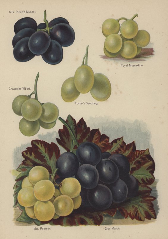 Mrs Pinces Muscat, Royal Muscadine, Chasselas Vibert, Fosters Seedling, Mrs Pearson, Gros Maroc af English School