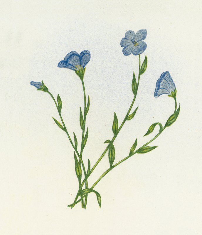 Smalbladet lys hør, Linum Angustifolium af English School