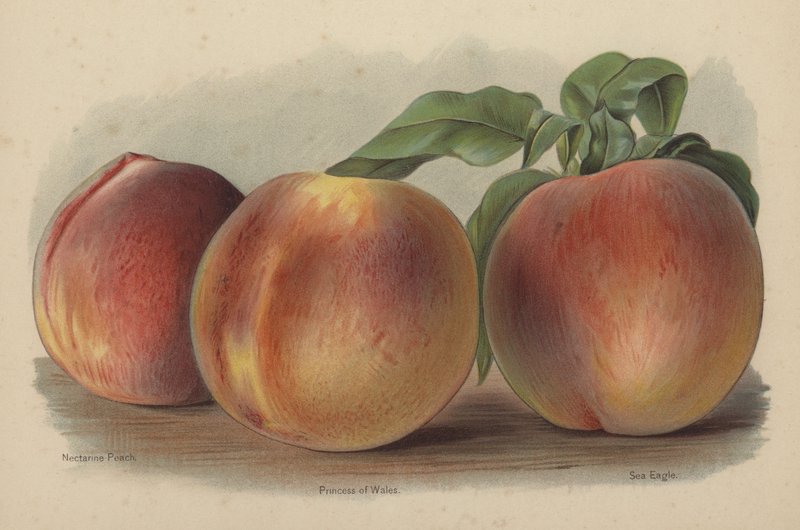 Nectarine Peach, Prinsesse af Wales, Havørn af English School
